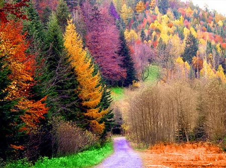 Picture 1 of Trees are growing faster