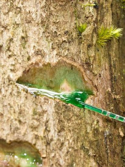 Picture 3 of Trees bleed ... metal?