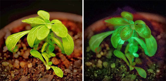 Picture 1 of Trees glow themselves in the dark