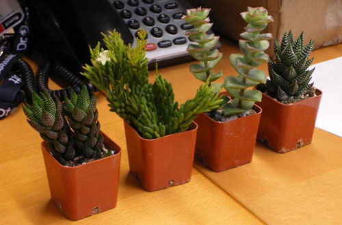 Picture 1 of Trees help increase the efficiency of office workers