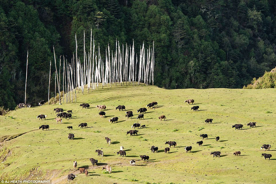 Picture 12 of Tribes live on cows