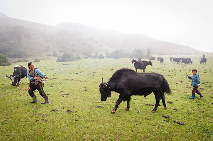 Picture 4 of Tribes live on cows