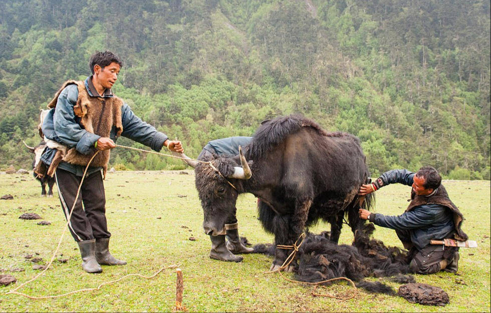 Picture 7 of Tribes live on cows