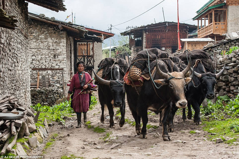 Picture 8 of Tribes live on cows