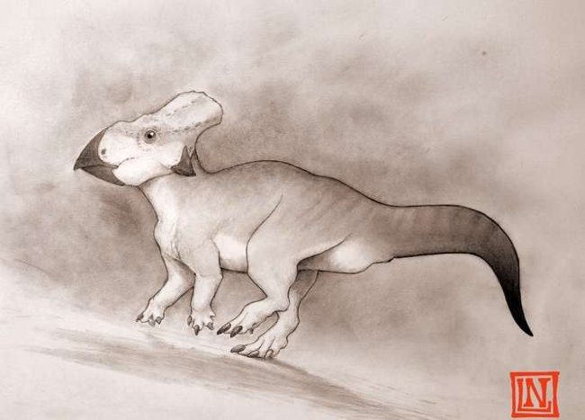 Picture 1 of Triceratops are only as big as a dog