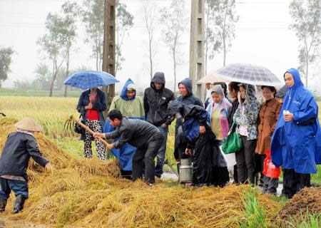 Picture 1 of Trichoderma is capable of treating rice straw in the field