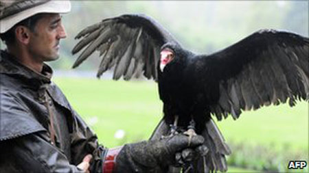 Picture 1 of Trio of 'detective' vultures birds