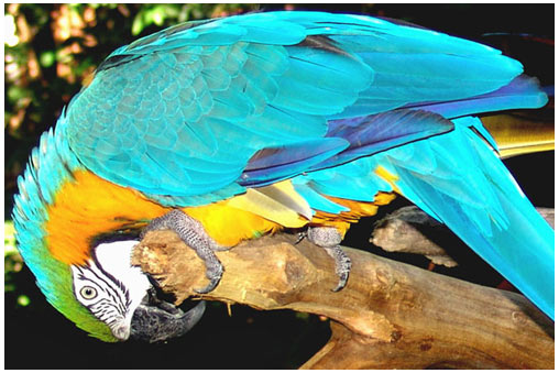 Picture 1 of Tropical birds also relax like people
