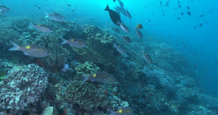 Picture 1 of Tropical fish migrate to the extreme because of climate change