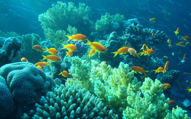 Picture 2 of Tropical fish migrate to the extreme because of climate change
