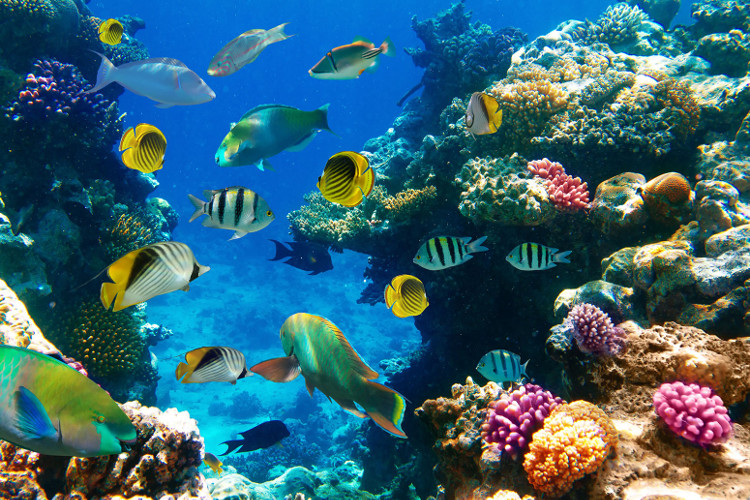 Picture 3 of Tropical fish migrate to the extreme because of climate change