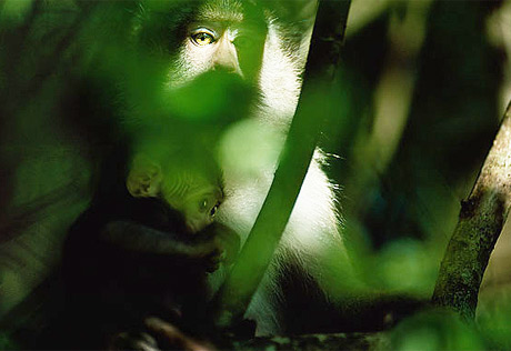 Picture 8 of Tropical forest vitality