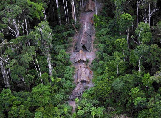 Picture 1 of Tropical forests disappeared 300 million years ago