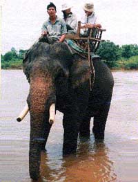 Picture 2 of Trouble elephant stories miscarriage