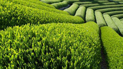 Picture 1 of Try using green tea extract to treat blood cancer