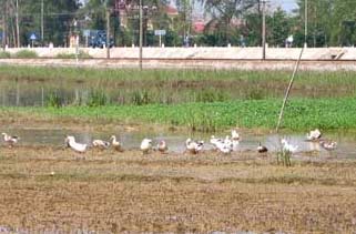 Picture 2 of TT-Hue: Poultry flocked from the street to the countryside market
