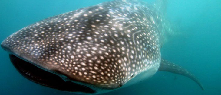 Picture 4 of Tubbataha Reefs Marine Natural Park
