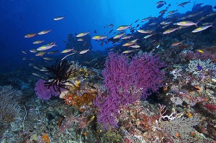 Picture 6 of Tubbataha Reefs Marine Natural Park