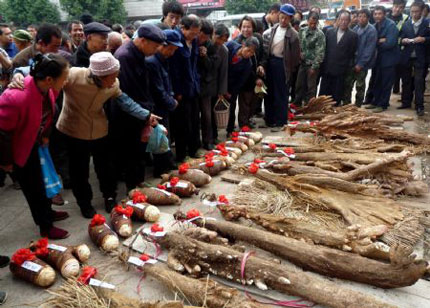 Picture 4 of Tubers weigh 38kg