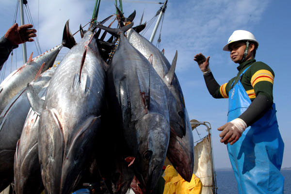 Picture 1 of Tuna brings radiation from Japan to the United States