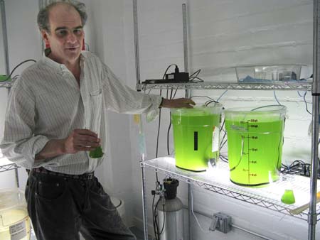 Picture 3 of Turn algae into cheap fuels