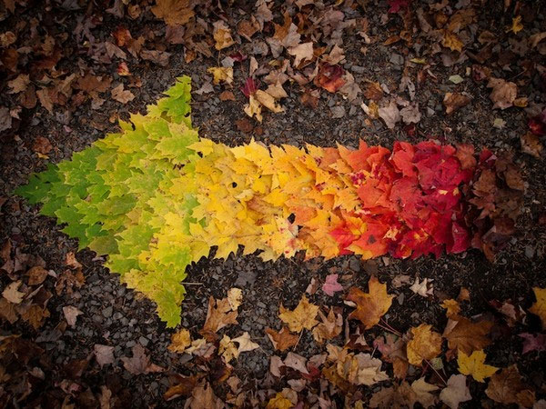 Picture 10 of Turn leaves into creativity 'no one expected