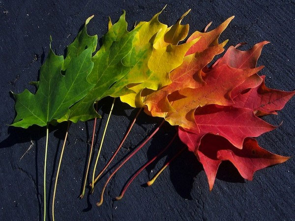 Picture 11 of Turn leaves into creativity 'no one expected
