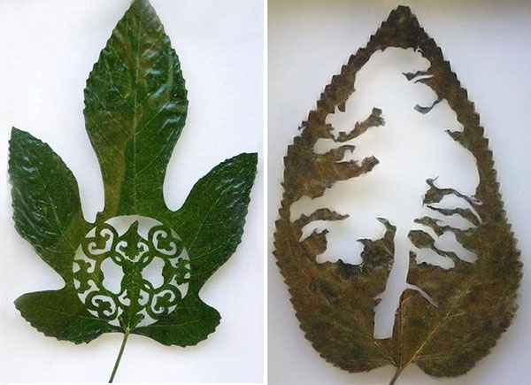 Picture 18 of Turn leaves into creativity 'no one expected