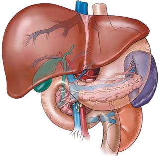 Picture 1 of Turn mice into plants to make human liver cells