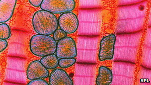Picture 1 of Turn skin cells into heart muscle cells