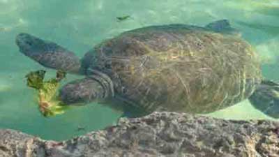 Picture 2 of Turtle Island - Colon Islands