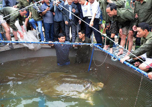 Picture 2 of Turtle tools are fed fish, apply antibacterial drugs