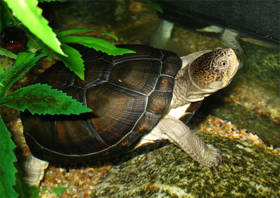 Picture 1 of Turtles 'trick' the whole village of science