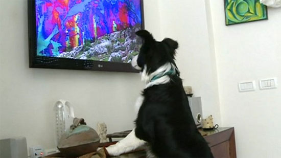 Picture 1 of TV channel for ... puppies
