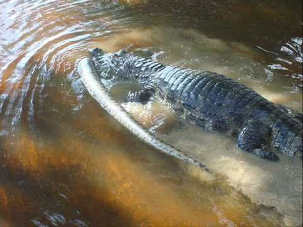 Picture 5 of Two 'Amazon gods' made Anacoda wary