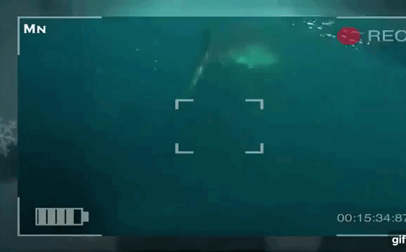 Two Australian tourists panicked, panting in the middle of the sea because of the white shark 'pursuit' images 1