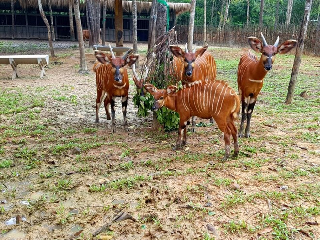Picture 6 of Two Bengal tigers were born at Vinpearl Safari Phu Quoc