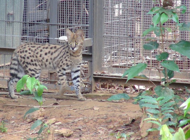 Picture 7 of Two Bengal tigers were born at Vinpearl Safari Phu Quoc