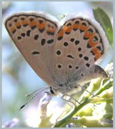 Two butterflies turn into one images 1