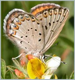 Two butterflies turn into one images 2