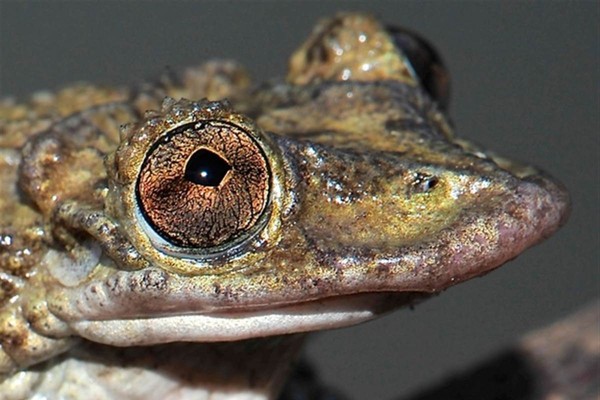 Picture 1 of Two new frog species have more horrible toxins than cobras