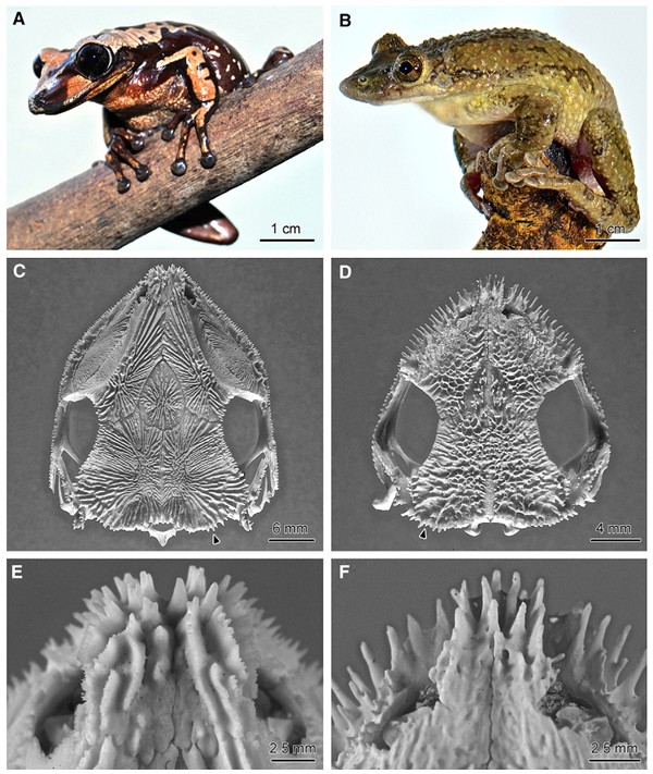 Picture 3 of Two new frog species have more horrible toxins than cobras