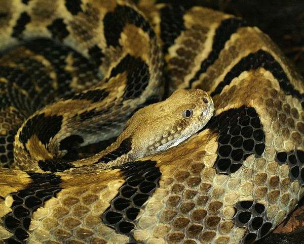 Picture 4 of Two new frog species have more horrible toxins than cobras