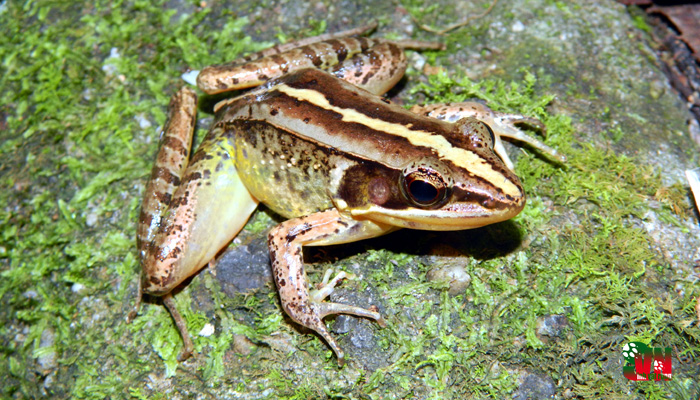 Picture 1 of Two new frog species were discovered in Muong Nhe and Sop Cop nature reserves