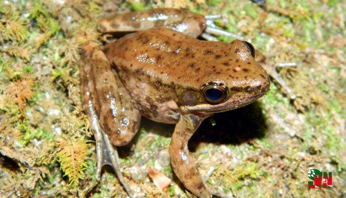 Picture 2 of Two new frog species were discovered in Muong Nhe and Sop Cop nature reserves