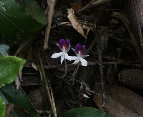 Picture 1 of Two new species of ginger show up in Vietnam