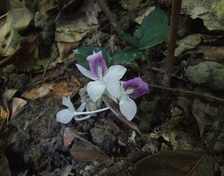 Picture 2 of Two new species of ginger show up in Vietnam