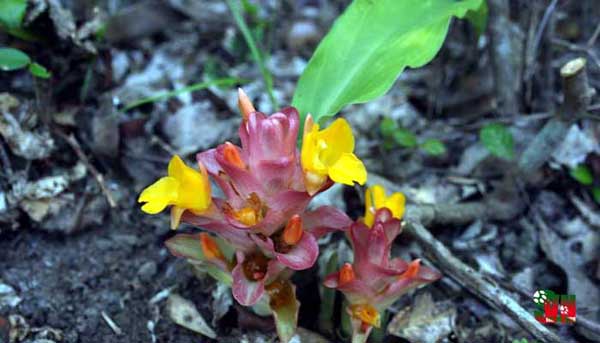 Picture 2 of Two new turmeric species were discovered in Vietnam