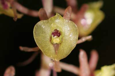 Picture 1 of Two rare orchids were discovered in Phu Quoc
