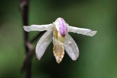 Picture 2 of Two rare orchids were discovered in Phu Quoc